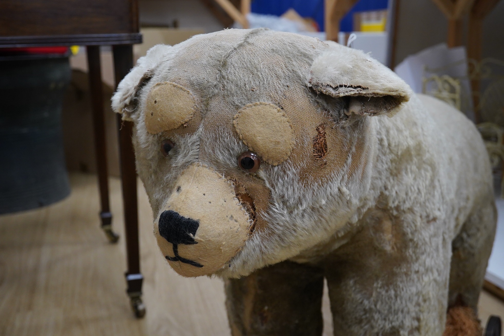 An early 20th century possibly Steiff bear on wheels, repairs to face, straw seeping from leg, squeeze working, 78cm head to tail. Condition - poor to fair.